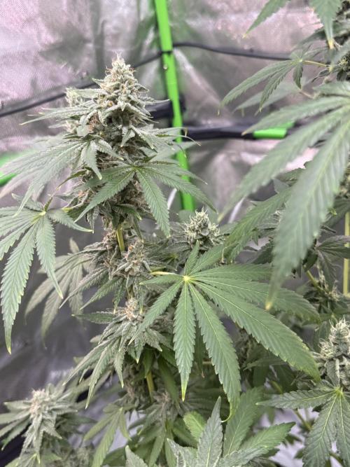 Tropic Gem Texas Green House Grow. Week 12