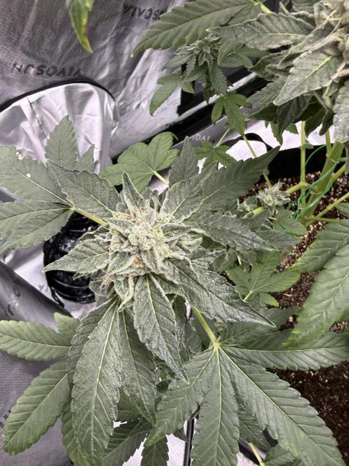 Tropic Gem Texas Green House Grow. Week 12