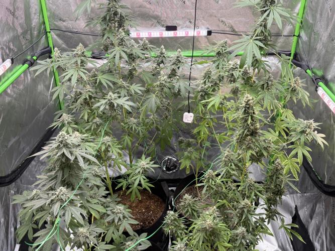 Tropic Gem Texas Green House Grow. Week 12