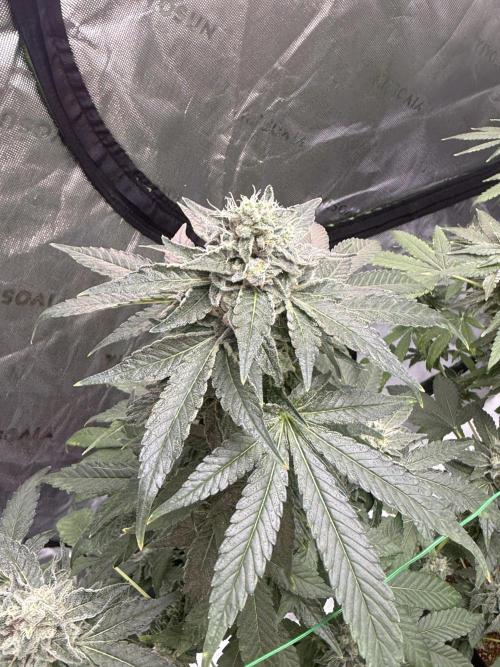 Tropic Gem Texas Green House Grow. Week 12