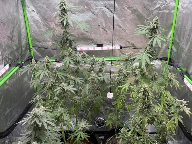 Tropic Gem Texas Green House Grow. Week 12