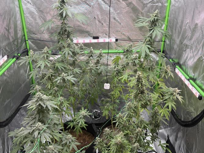 Tropic Gem Texas Green House Grow. Week 12