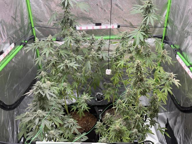 Tropic Gem Texas Green House Grow. Week 12