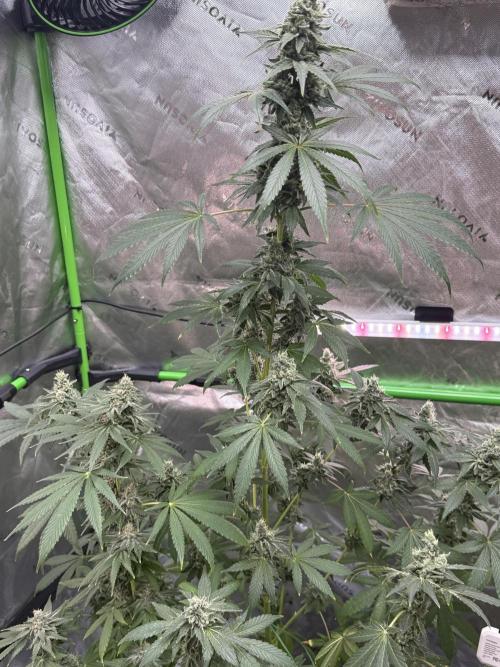 Tropic Gem Texas Green House Grow. Week 12