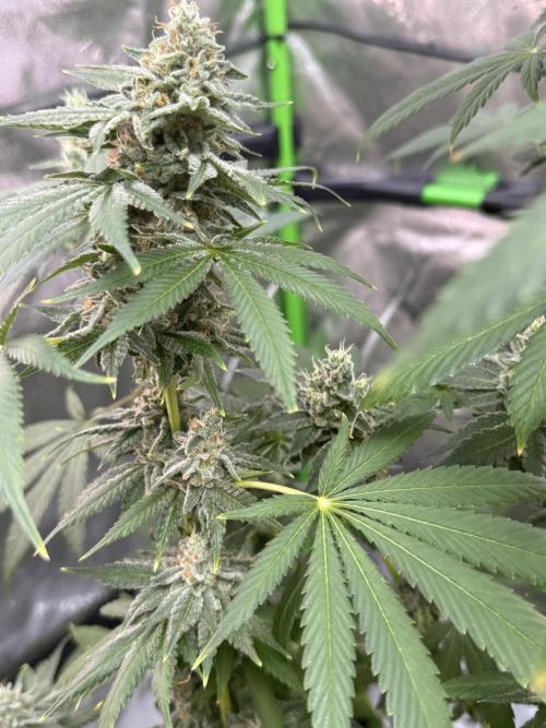 Tropic Gem Texas Green House Grow. Week 12
