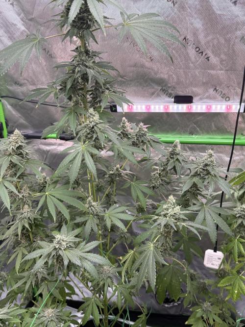 Tropic Gem Texas Green House Grow. Week 12