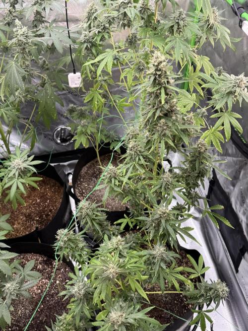 Tropic Gem Texas Green House Grow. Week 12
