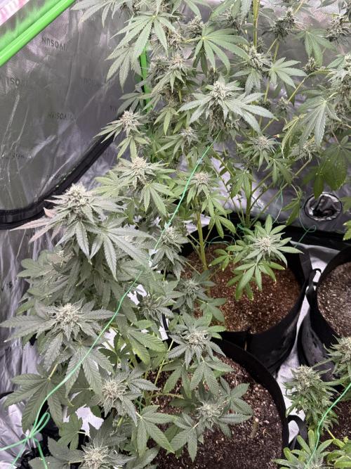 Tropic Gem Texas Green House Grow. Week 12