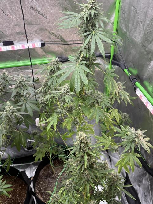 Tropic Gem Texas Green House Grow. Week 12