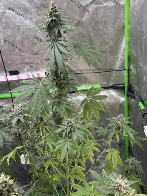 Tropic Gem Texas Green House Grow. Week 12