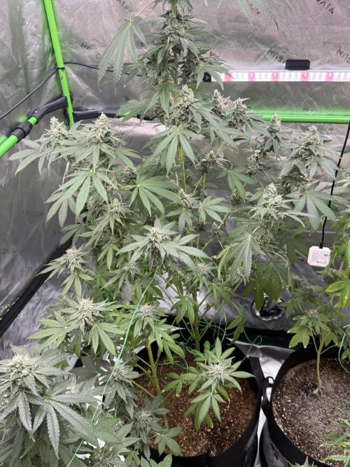 Tropic Gem Texas Green House Grow. Week 12