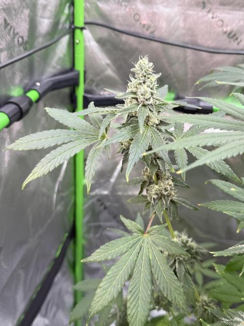 Tropic Gem Texas Green House Grow. Week 12