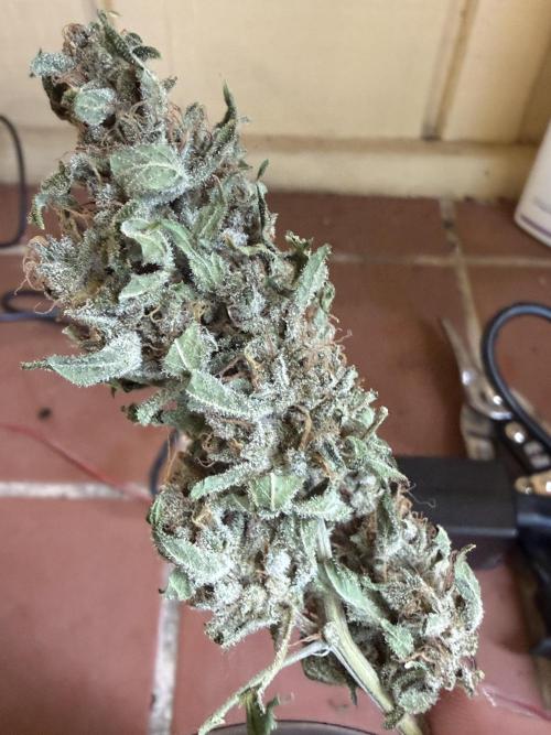Tropic Gem Texas Green House Grow. Week 11