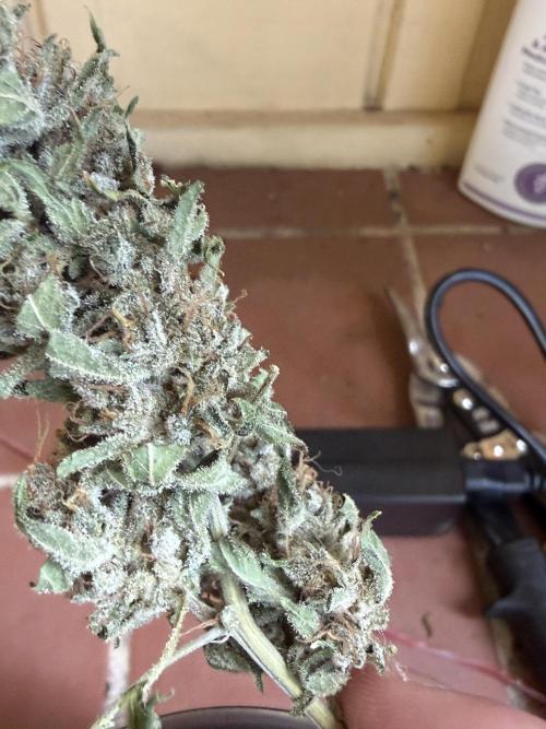 Tropic Gem Texas Green House Grow. Week 11