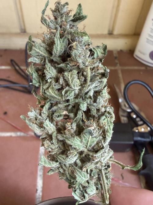 Tropic Gem Texas Green House Grow. Week 11