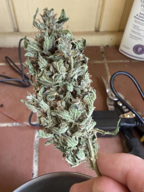 Tropic Gem Texas Green House Grow. Week 11