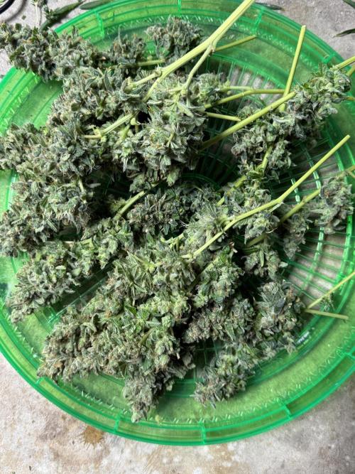 Tropic Gem Texas Green House Grow. Week 13