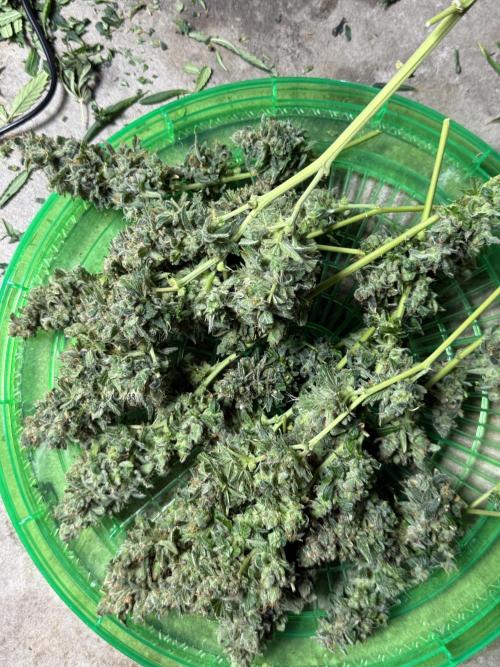 Tropic Gem Texas Green House Grow. Week 13