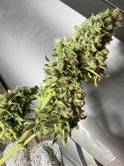 Tropic Gem Texas Green House Grow. Week 13