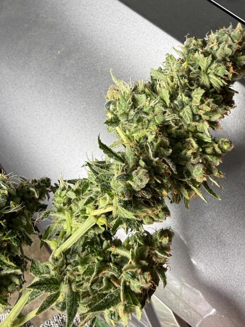 Tropic Gem Texas Green House Grow. Week 13