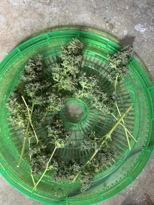 Tropic Gem Texas Green House Grow. Week 13