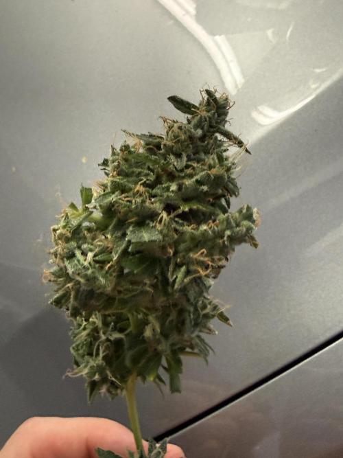Tropic Gem Texas Green House Grow. Week 13