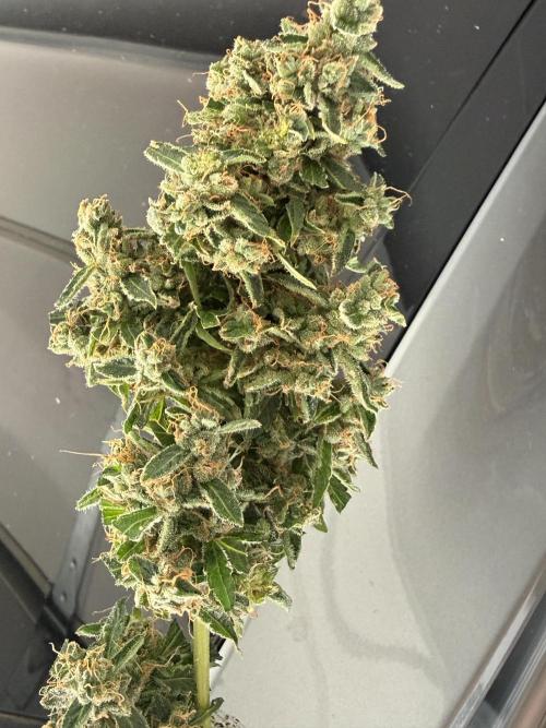 Tropic Gem Texas Green House Grow. Week 13
