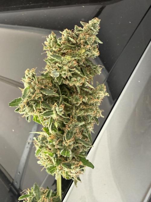 Tropic Gem Texas Green House Grow. Week 13