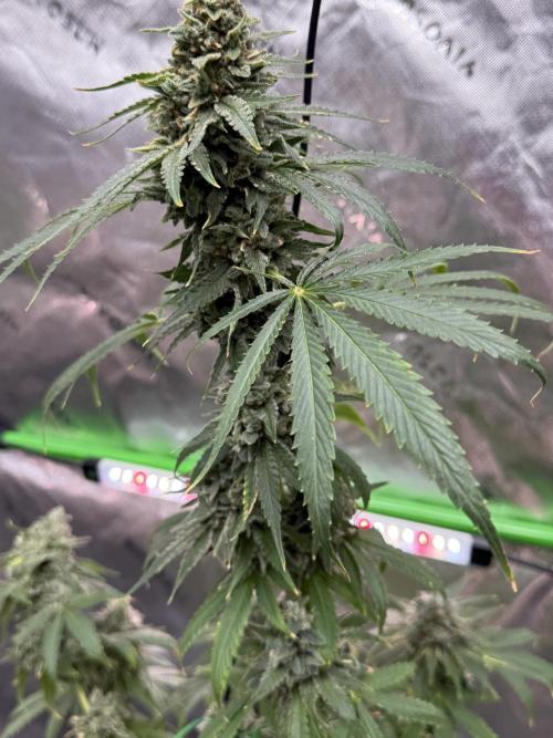 Tropic Gem Texas Green House Grow. Week 13