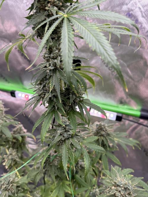 Tropic Gem Texas Green House Grow. Week 13