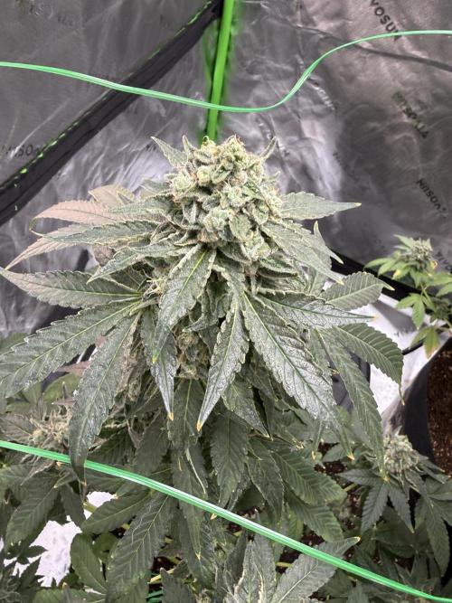 Tropic Gem Texas Green House Grow. Week 13
