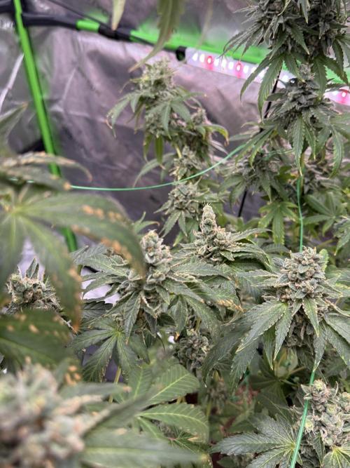 Tropic Gem Texas Green House Grow. Week 13