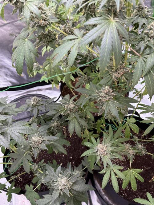 Tropic Gem Texas Green House Grow. Week 13
