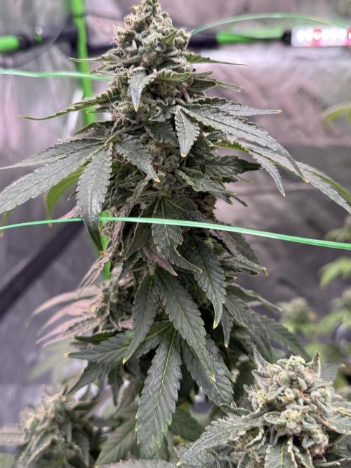 Tropic Gem Texas Green House Grow. Week 13