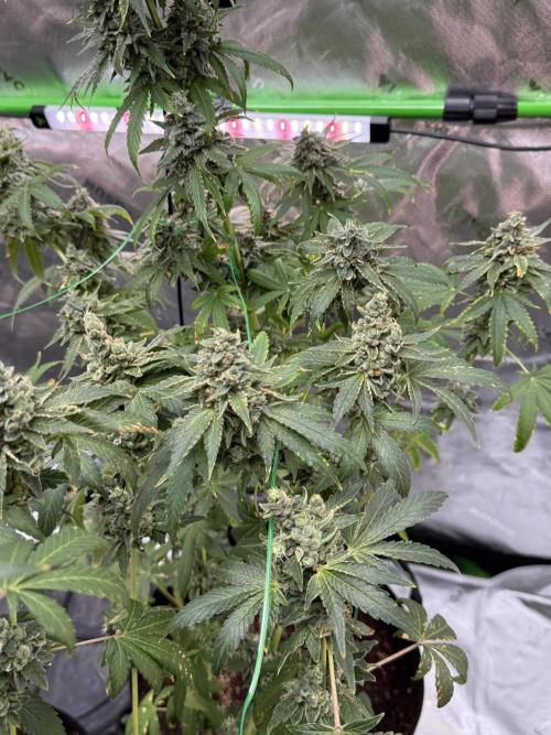 Tropic Gem Texas Green House Grow. Week 13