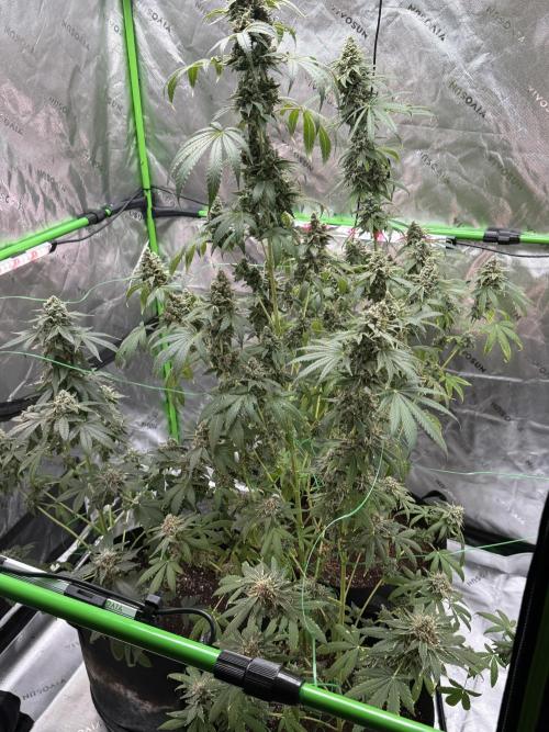Tropic Gem Texas Green House Grow. Week 13