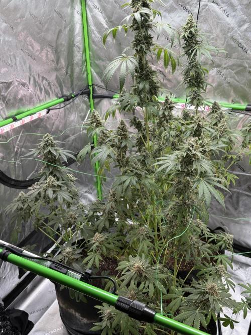 Tropic Gem Texas Green House Grow. Week 13