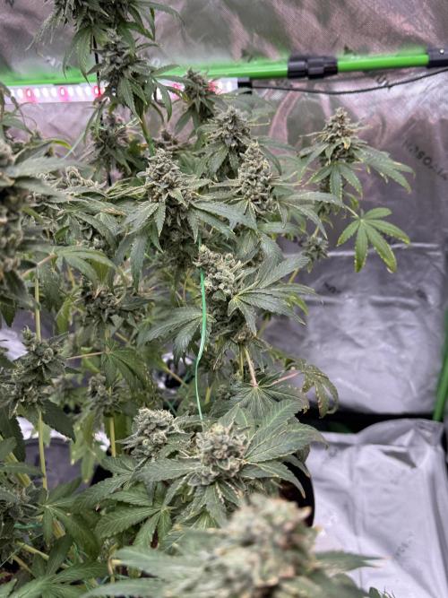 Tropic Gem Texas Green House Grow. Week 13