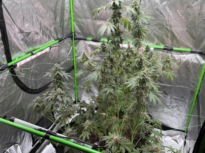 Tropic Gem Texas Green House Grow. Week 13