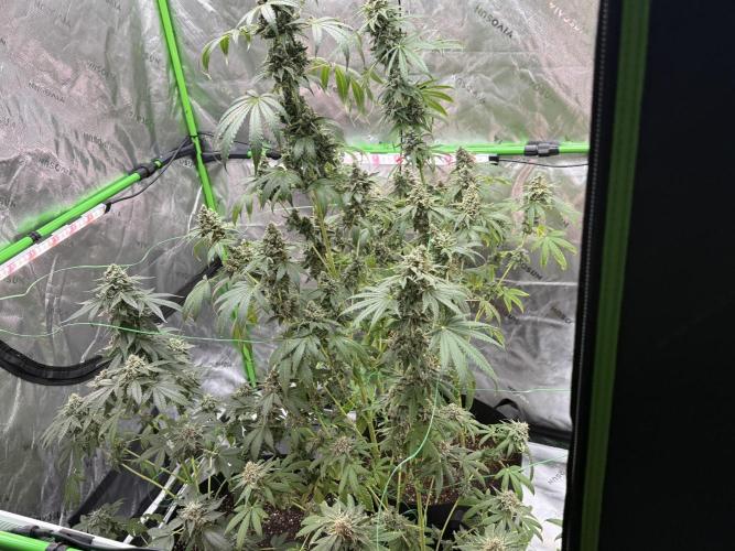 Tropic Gem Texas Green House Grow. Week 13
