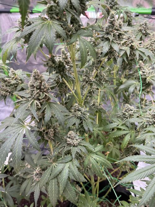 Tropic Gem Texas Green House Grow. Week 13