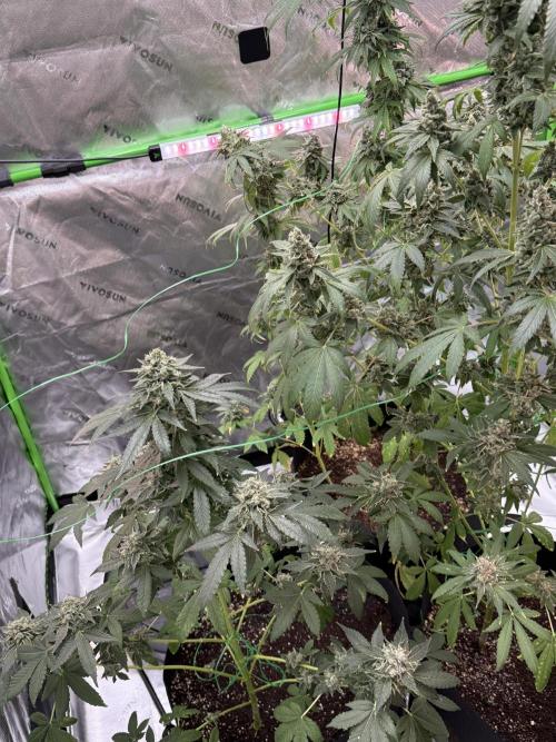 Tropic Gem Texas Green House Grow. Week 13