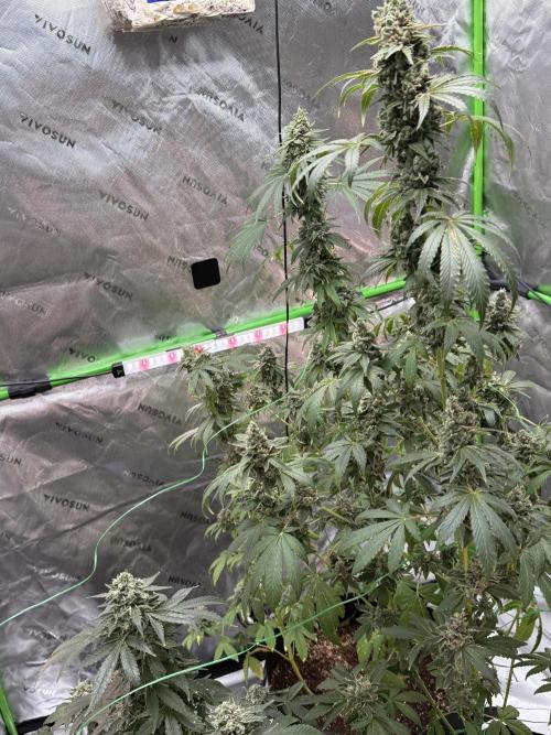 Tropic Gem Texas Green House Grow. Week 13