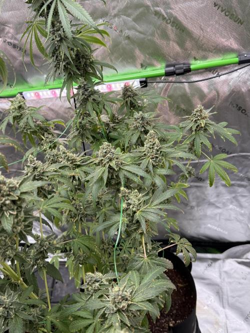 Tropic Gem Texas Green House Grow. Week 13