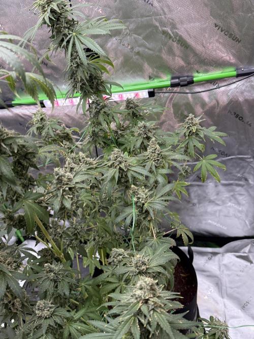 Tropic Gem Texas Green House Grow. Week 13