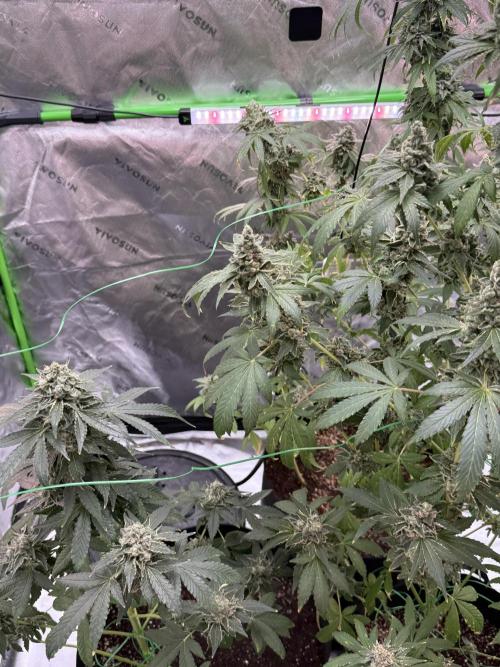 Tropic Gem Texas Green House Grow. Week 13