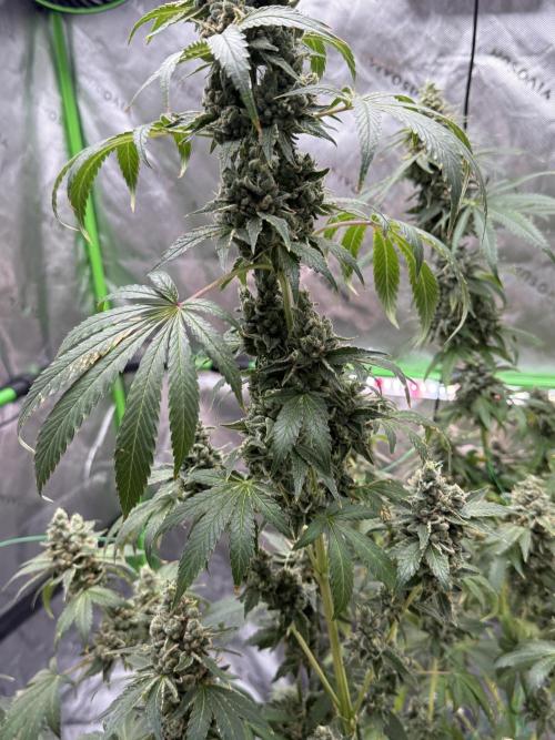 Tropic Gem Texas Green House Grow. Week 13