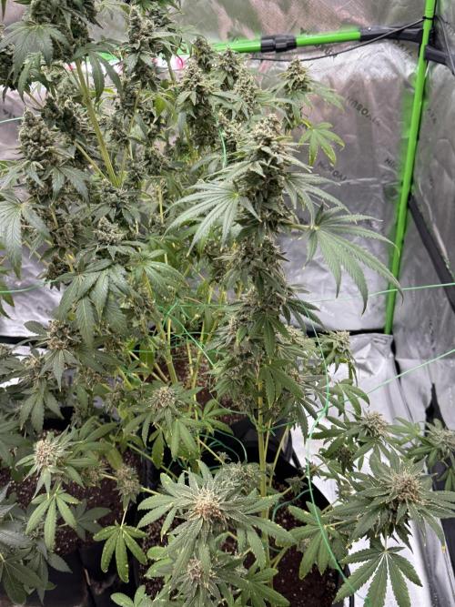Tropic Gem Texas Green House Grow. Week 13