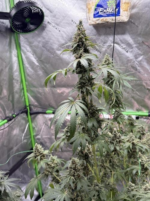 Tropic Gem Texas Green House Grow. Week 13