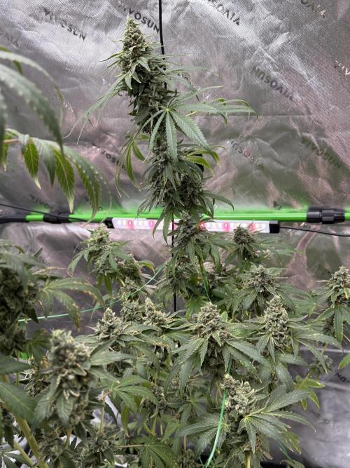 Tropic Gem Texas Green House Grow. Week 13